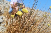 Dünyada Sadece 11 Adet Kaldi