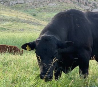 45 Bin TL'lik Angus Cinsi Danasi Çalinan Besici Yardim Bekliyor