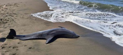 Sakarya'da Ölü Yunus Baligi Kiyiya Vurdu
