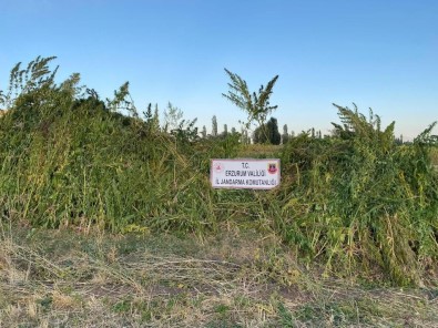 Ayçiçek Ve Misir Tarlalari Arasina Ekili Olan 1 Milyon 650 Bin Kök Kenevir Bitkisi Ele Geçirildi