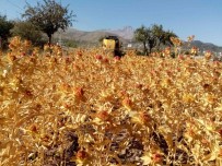 Çiftçi Belediye Talas Simdi De Aspir Hasadi Yapti Haberi