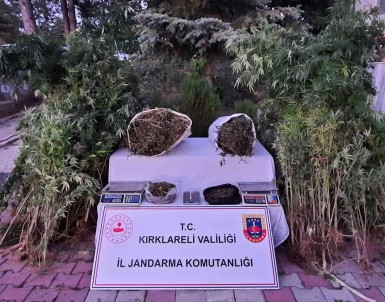 Kirklareli'nde 558 Kök Hint Keneviri Ele Geçirildi