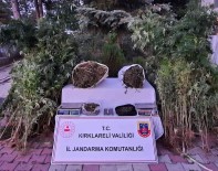 Kirklareli'nde 558 Kök Hint Keneviri Ele Geçirildi