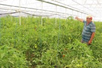 Üzümün Baskentinde Biber Hasadi Basladi