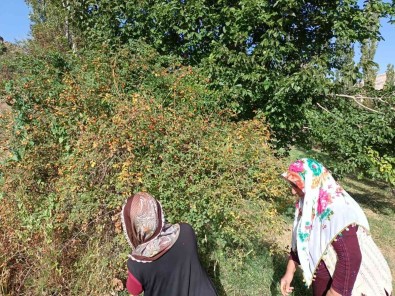 Kusburnuda Marmelat Zamani