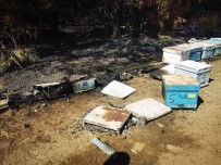 Marmaris'teki Yanginda 1 Kisi Gözaltina Alindi