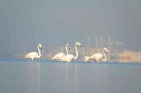 Onlar Izmit Körfezi'nin Sevimli Misafirleri