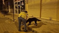 Sokak Hayvanlarina Polis Sefkati