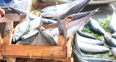 Tekirdag'da Palamudun Tanesi Iriligine Göre 25 Ve 50 TL'ye Kadar Düstü