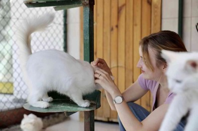 Uluslararasi Ilgi Endemik Vadi'de