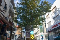 500 Yasindaki Anit Agaç Kimliklendirildi