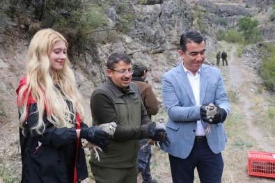 Bolu'da 650 Keklik Dogaya Salindi