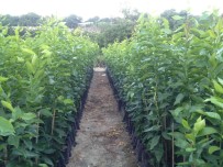 FÜAB Baskani Nalli Açiklamasi 'Neyi Üretip Neyi Üretemeyecegimize Yurt Disindaki Islahçi Hakki Sahibi Kisi Karar Veriyor'