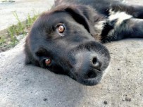 Inleme Sesiyle Çöp Kutusuna Kosan Ögrenciler Sok Yasadi