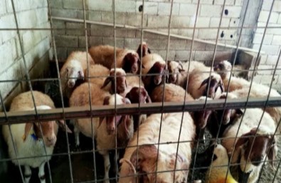 Jandarmadan Dolandiricilara Dev Operasyon