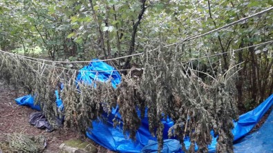 Ordu'da 13 Kilo 250 Gram Kurutulmus Hint Keneviri Ele Geçirildi