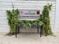 Ormani Uyusturucu Tarlasina Çevirdi