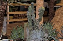 Payzajda Kuraklik Bitkilerine Dönüs