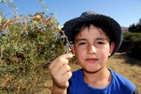 Sifa Için Dikenli Çalilarin Arasindan Bin Bir Zorlukla Topluyorlar