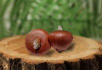 Tekirdag Sogani Tescillendi