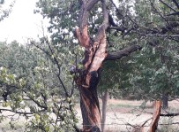 Yildirimin Düstügü Agaç Paramparça Oldu