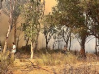 Antalya'daki yangında 15 hektar kül oldu