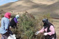 Bin Derde Deva Kusburnunun Zor Mesaisi Basladi