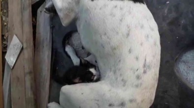 Yavrulari Ölen Köpek, Annesiz Kediyi Emzirmeye Basladi