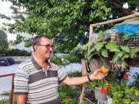 Bu Da Uçan Patlican