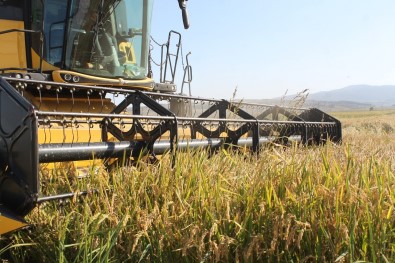 Manyas'ta Çeltik Hasadi Basladi