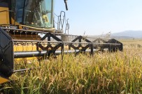 Manyas'ta Çeltik Hasadi Basladi