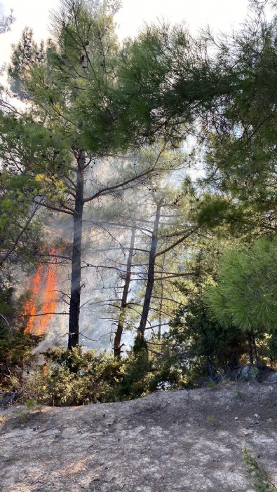 Adana'da 2 ilçede orman yangını