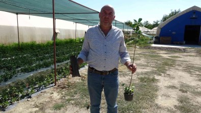 Organik Solucan Ve Yarasa Gübresiyle Yetistirilip, Kilosu 150 Liradan Satiliyor