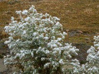 Posof'ta Yüksek Kesimlere Mevsimin Ilk Kari Yagdi Haberi