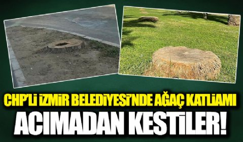 CHP’li İzmir Büyükşehir Belediyesi’nde skandal! Asırlık ağaçları acımadan kestiler