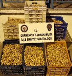 Germencik'te 450 Kilogram Incir Çalan Süpheliler Yakalandi