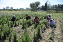 Biberiye Hasadi Basladi