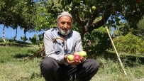 Çorak Araziyi Bahçeye Dönüstürdü Açiklamasi Ayni Agaçta Iki Tür Elma Yetisti