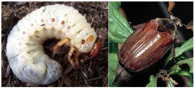 Findikta 'Mayis Böcegi' Ile Mücadele Zamani