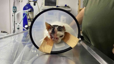 Göz Yasarmasi Nedeniyle Veterinere Getirildi, Gözünün Biri Alindi