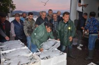 Balikçilarin Gün Dogmadan Baslayan 'Hal' Mesaisi