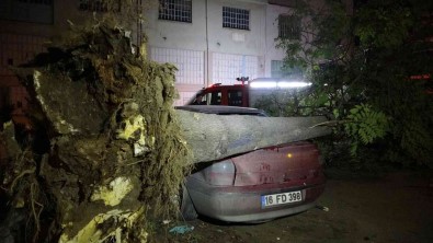 Bursa'da Agaç Park Halindeki 3 Otomobilin Üzerine Devrildi