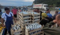 Karadeniz'de Balikçilar Kasa Kasa Palamutla Döndü Açiklamasi Vatandaslara Ücretsiz Dagitildi