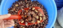 Köylülerin Topladigi Kestane Tezgahlarda Yerini Aldi Açiklamasi Kilogrami 50 TL'den Satiliyor