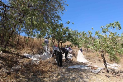 Siirt Fistigina Yurt Disindan Yogun Talep Fiyatlari Arttirdi