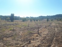 Üreticiye Hibe Edilen Fidanlarin Takibi Yapiliyor