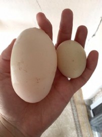 Adıyaman'da ilginç olay: Yumurtanın içinden yumurta çıktı