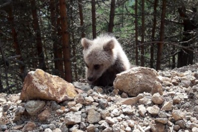 Dagin Eteklerinde Çoban Köpekleri Ayiyi Kovaladi