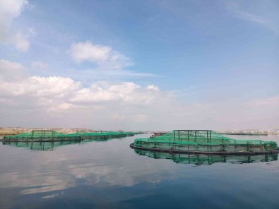 Gaziantep'ten Dünyaya Türk Somonu