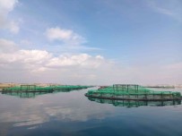 Gaziantep'ten Dünyaya Türk Somonu